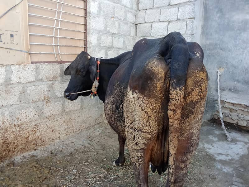 فریزن کراس گائے 6