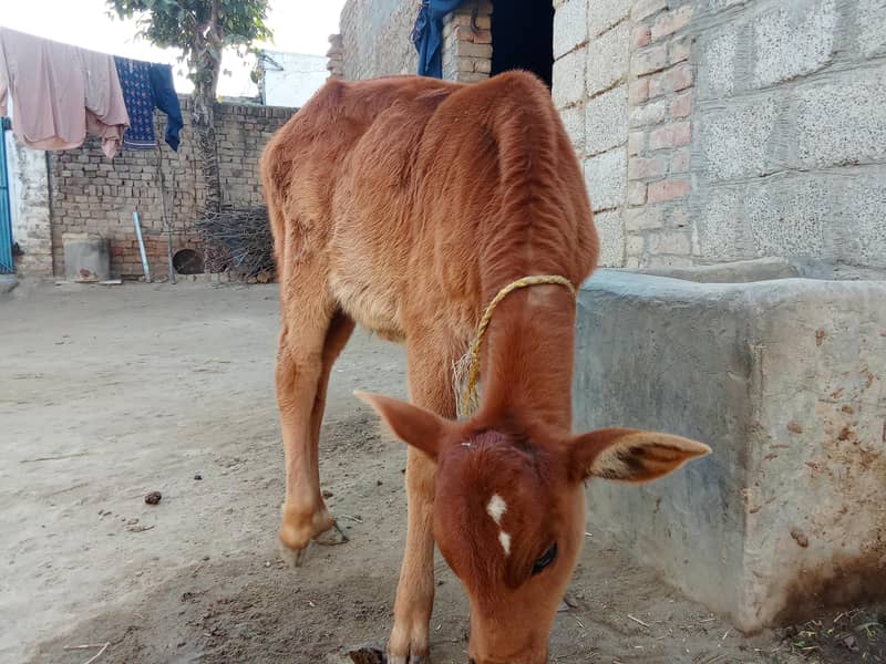 فریزن کراس گائے 7