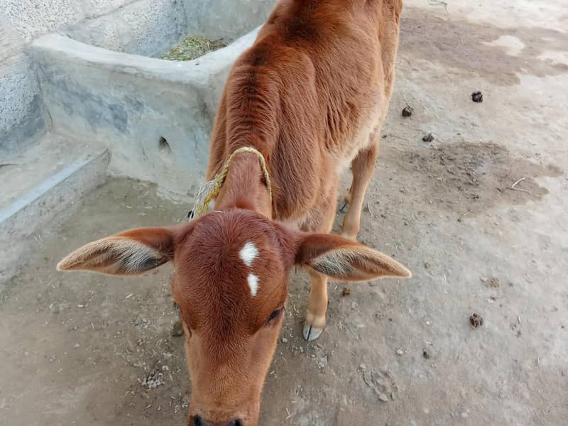 فریزن کراس گائے 8