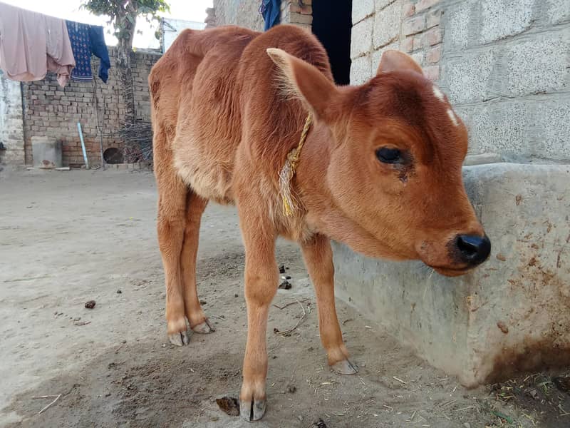 فریزن کراس گائے 9