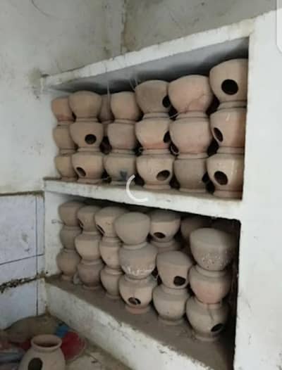 Australia bird mattki available for sale