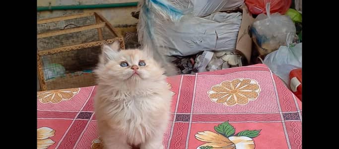 Pure pershion more than triple coated kittens pair available