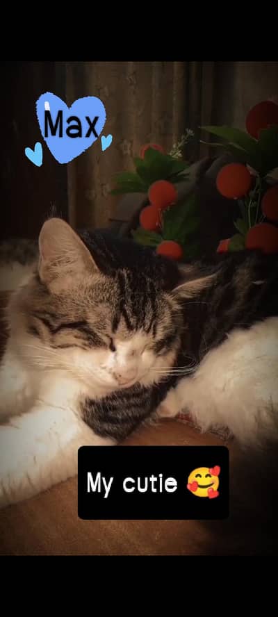 Persian 10 month kitten 