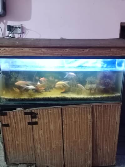 Fish Aquarium with fish