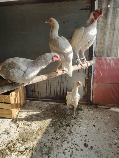 3 Madi 1 nar paper white whtsap 03135603400