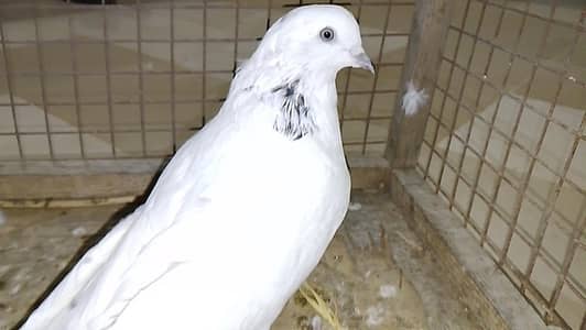 Pure Kabli pigeon