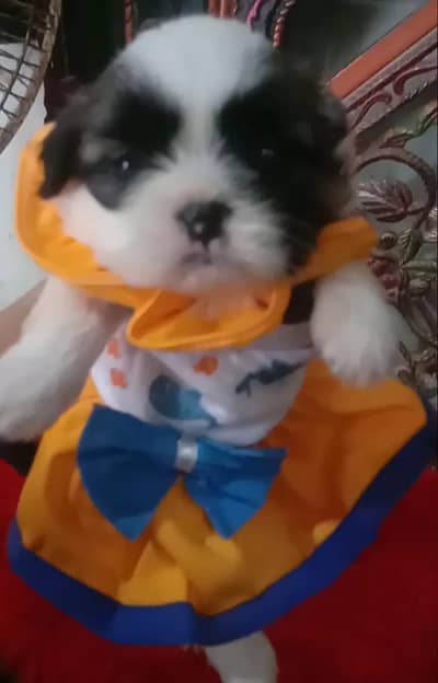 shihtzu puppy female