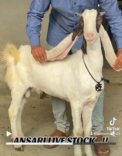 BAKRA GULABHI ABLUCK   RATE FINAL HAI read DISCRIPTION FIRST