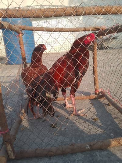 Aseel Morga and morgi for sale