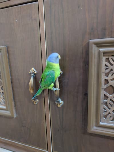 Plum Head Frmale Parrot