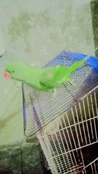 Kashmiri raw parrot