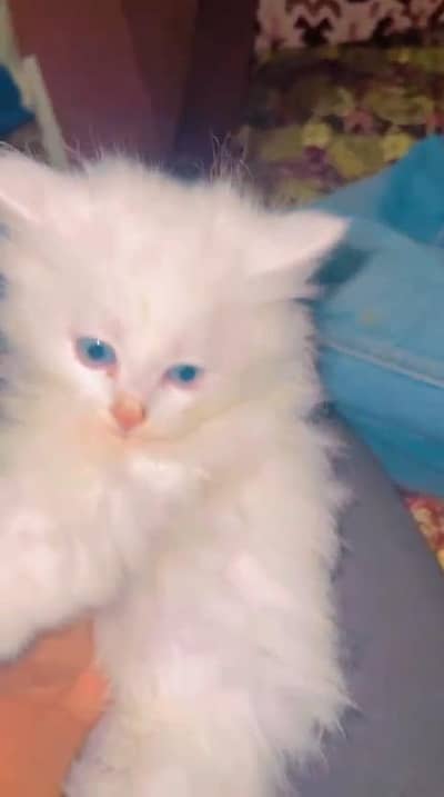 White colour Blue eyes long coat pure Persian kitten