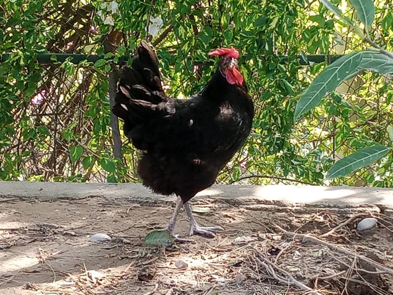 Australorp 0