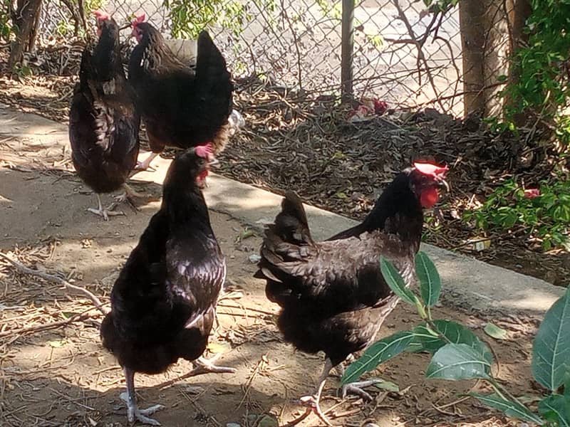 Australorp 1