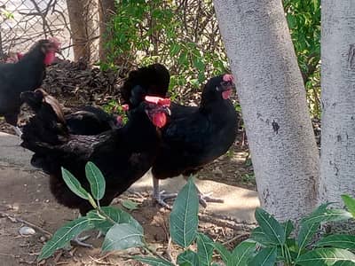 Australorp