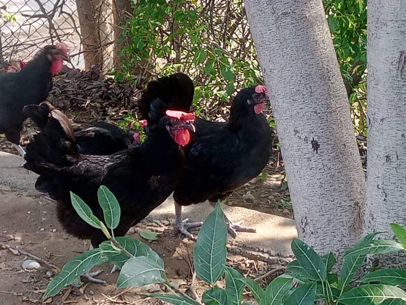 Australorp 2