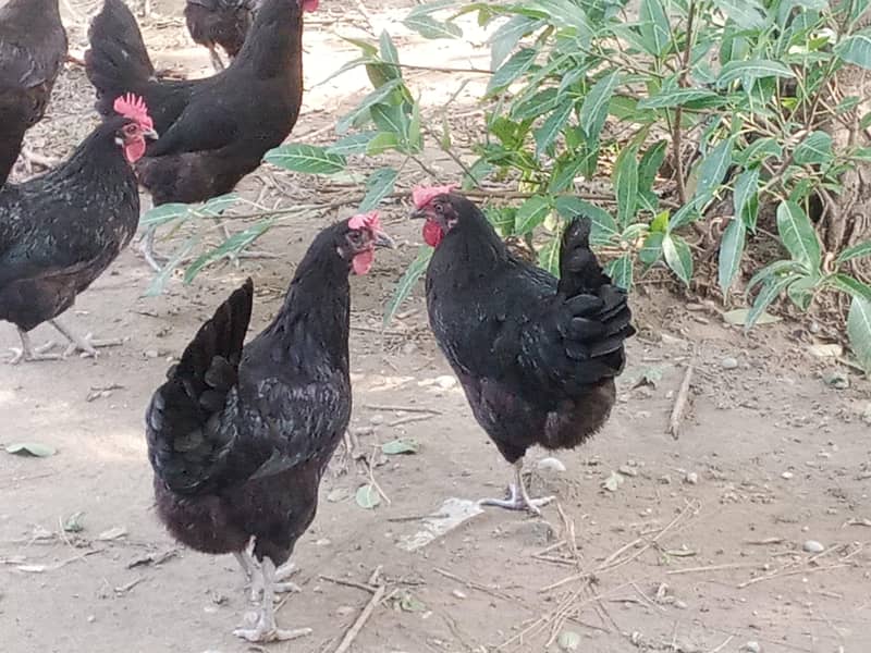 Australorp 3