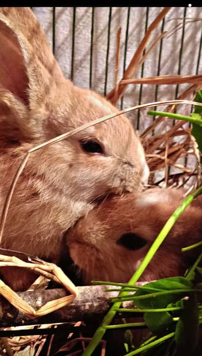 Brown color rabbit pair