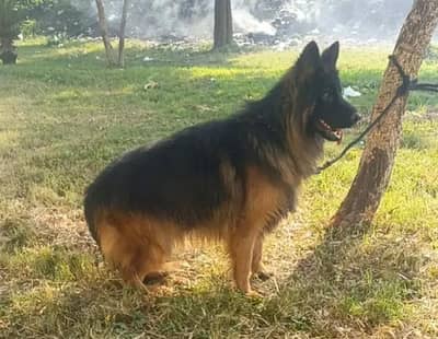 German Shepherd High Quality Female Puppy