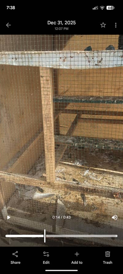 used cage for pigeons setup