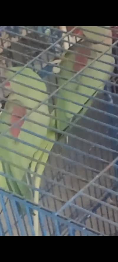 kashmari baredar pyer