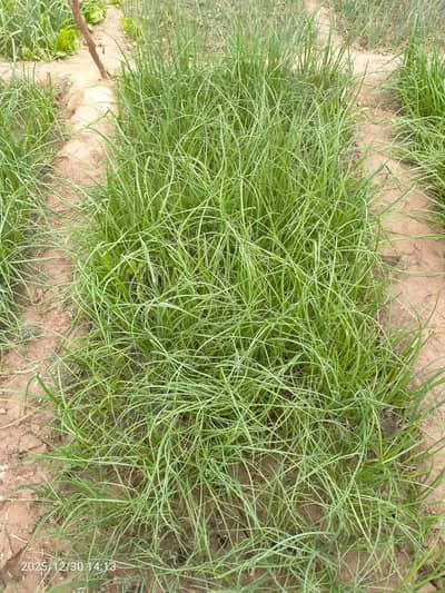 Piaz ka kanr (tayar paneeri)