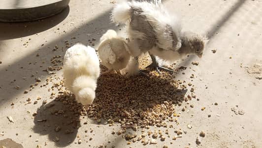white heavy buff Cochin female breeder