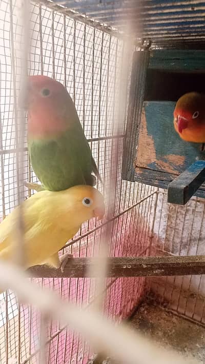 lovebir pairs