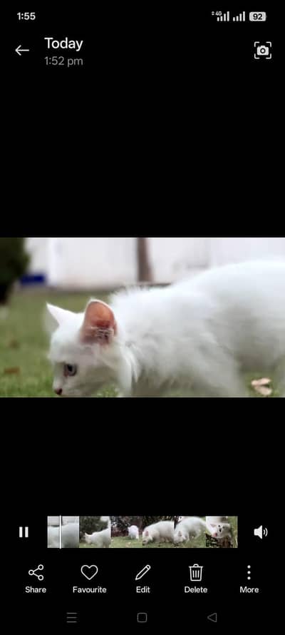 odd eyes Persian cats triple coat