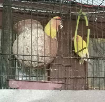 Lutino Love Bird Pair And One African