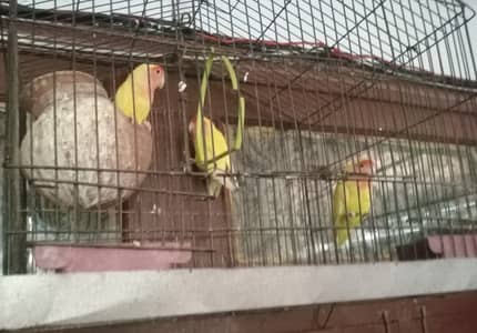 Lutino Love Bird Pair And One African