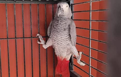 African Grey Parrot (Congo Size)