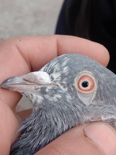 qasoori teddy pigeon