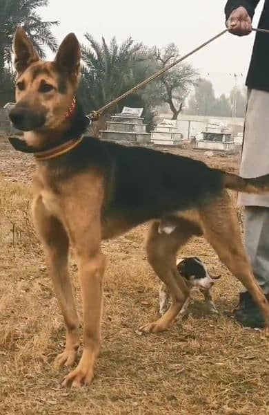 bigyari Mail full security dog available for sale