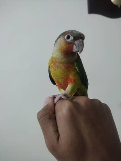 Yellow Sided Conure High Red Factor