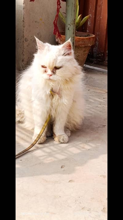 Persian triple coute