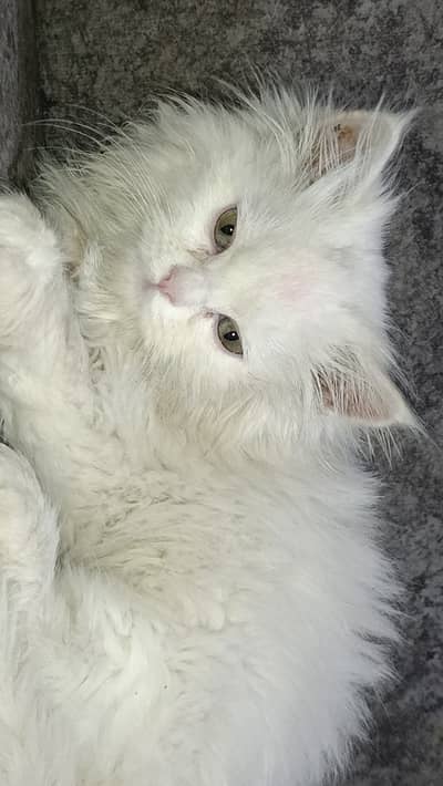 Persian cat