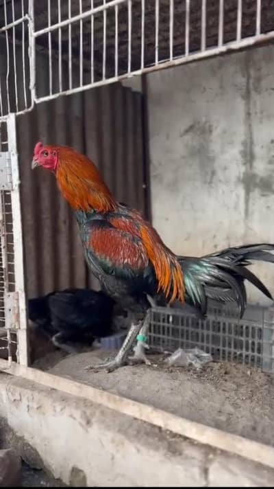 pure Thai vait breeder murga