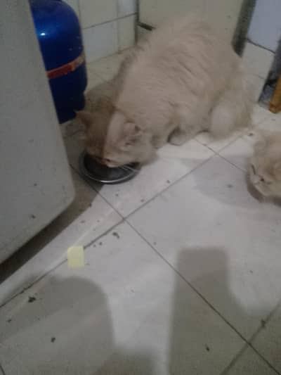 Persian cat for sale