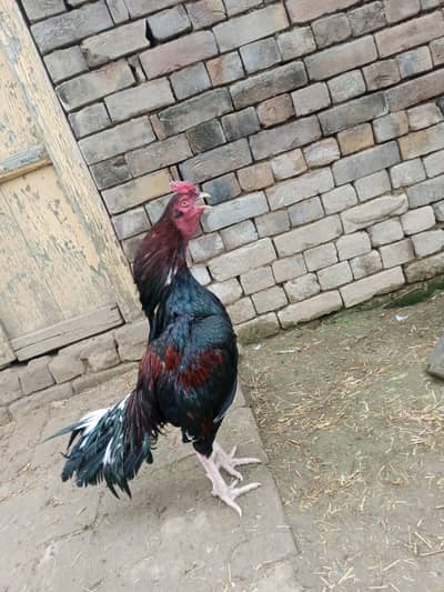 pure mianwali aseel murga for sale