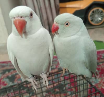 Ringneck (White & Grey & Voilet split)
