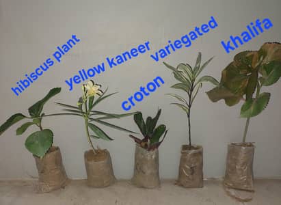 plants for sale in reasonable