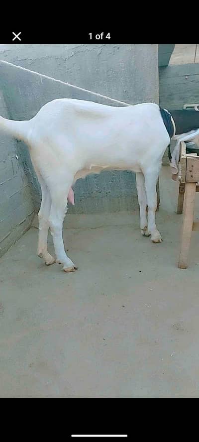 gulabi bakri he achi hight he kan ki lanbai 18 inch he doodh deti he.