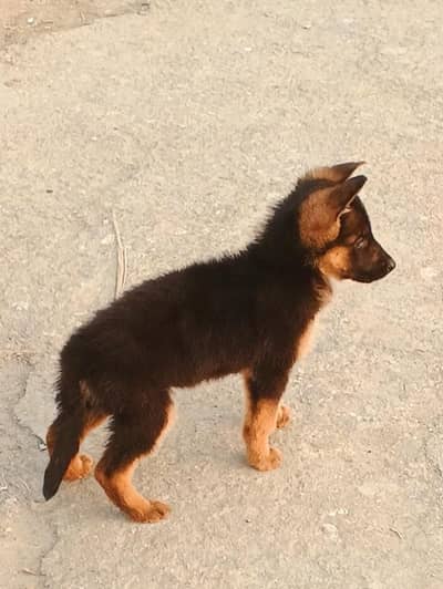 German Shepherd female for sale