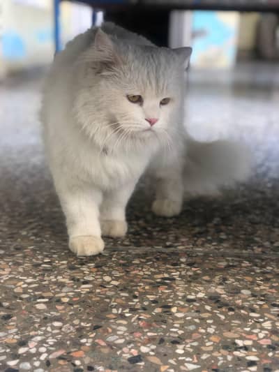 Tripple Coat Cat vaccinated