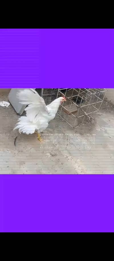 Contact num :  0346 3146293