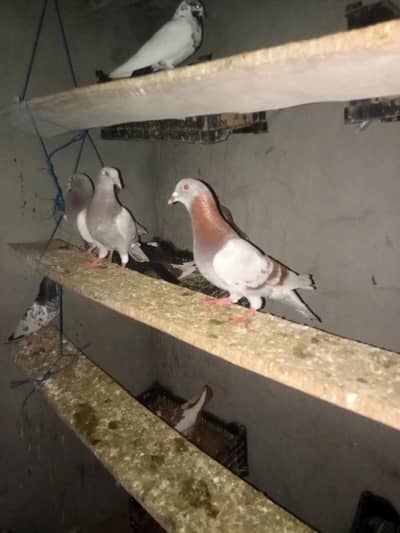 lake  kabootar for sale