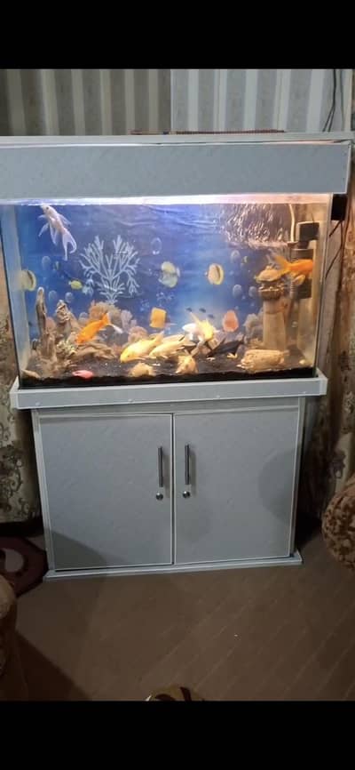 Aquarium & Fish Tank