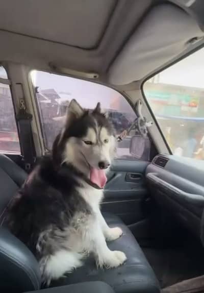 Siberian husky vaccinated age 10 months