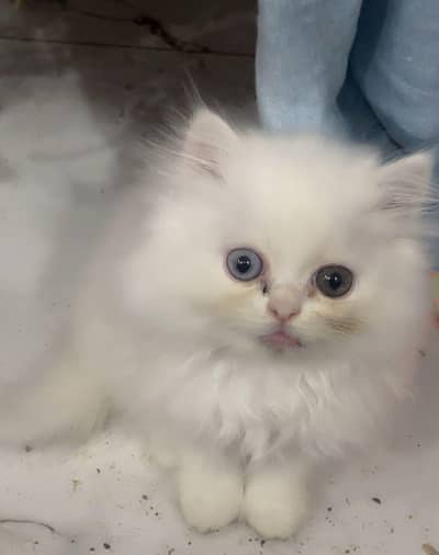 Persian kitten triple coat